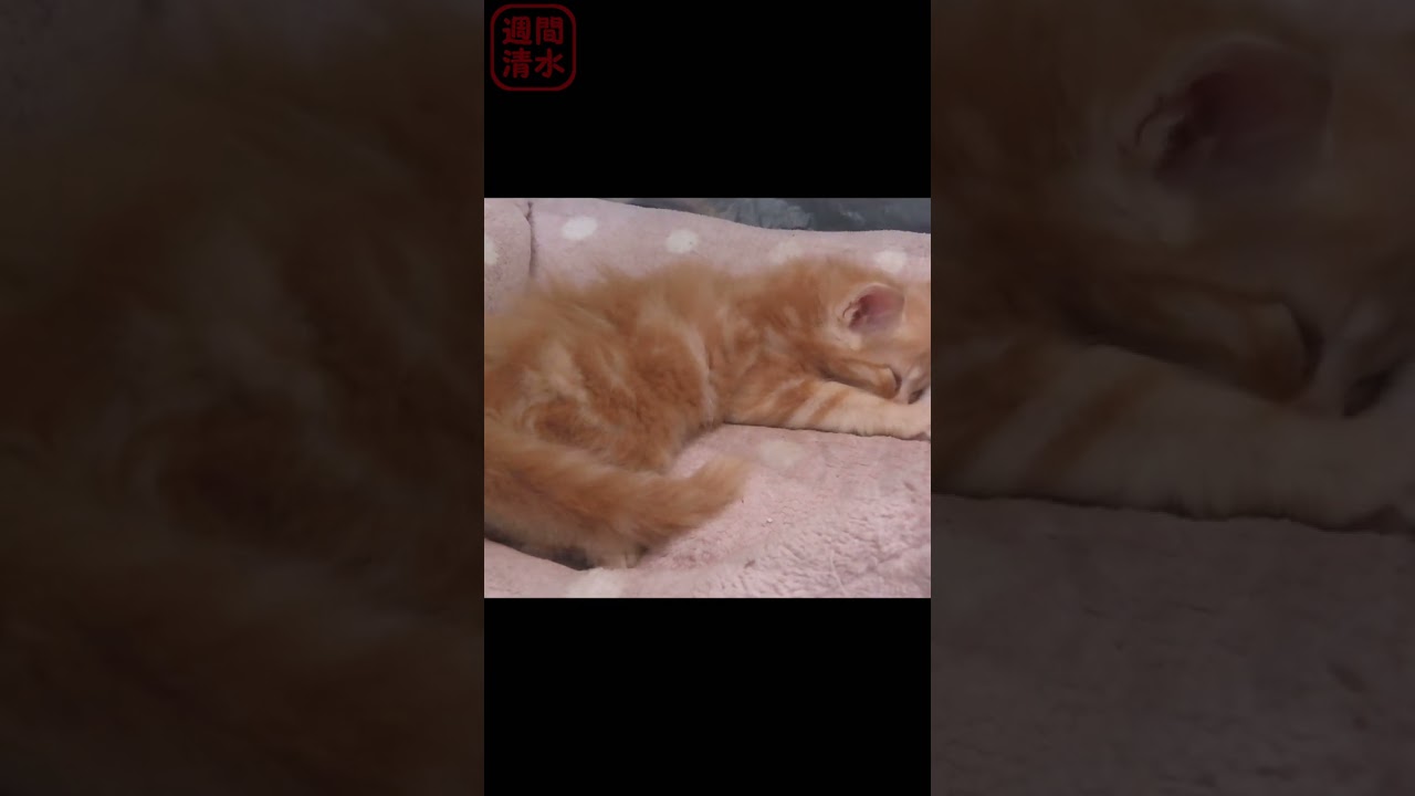 長毛茶トラの子猫 うり坊の寝相 猫 可愛い #shorts Cute red tabby cat. kitten kitty 保護猫