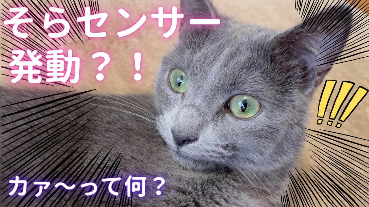 『カァ〜』に敏感な猫（ロシアンブルー）