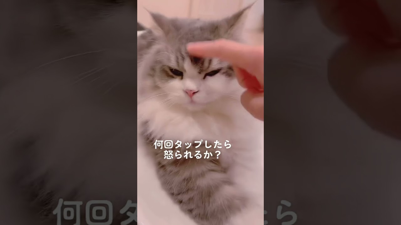 何回タップしたら怒るかな？#shorts #猫 #セルカークレックス