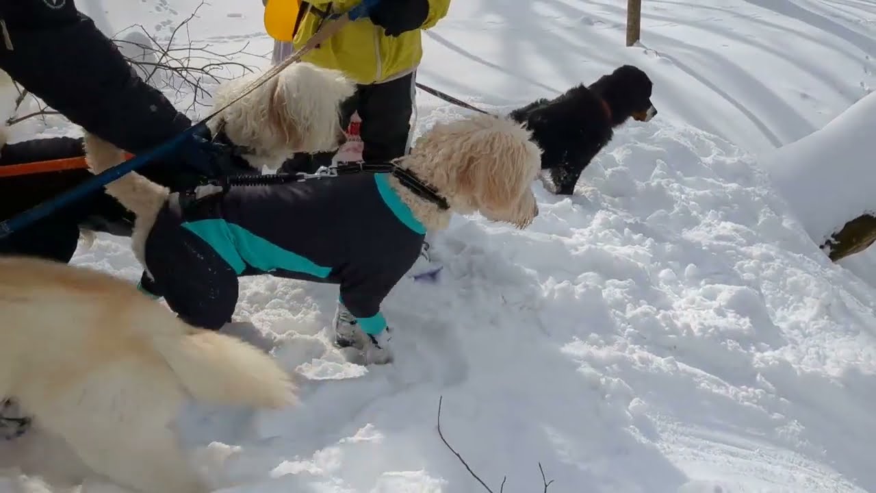 230122スノーシュー