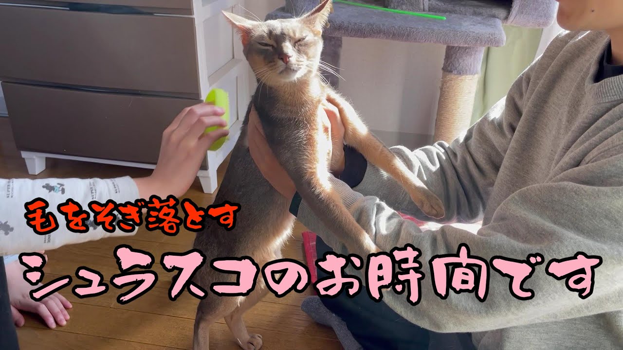 【アビシニアン】ブラッシングの事を我が家ではシュラスコという。