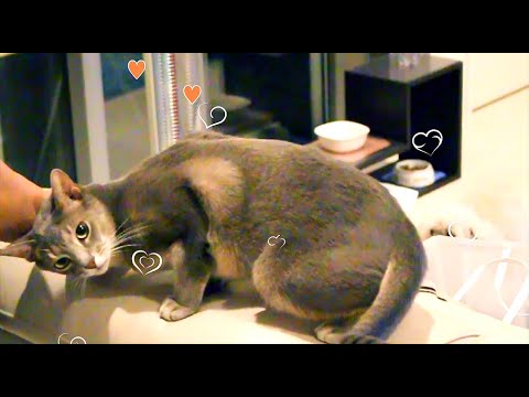 猫に極上マッサージ（伯父さんが）（アビシニアンMIX）