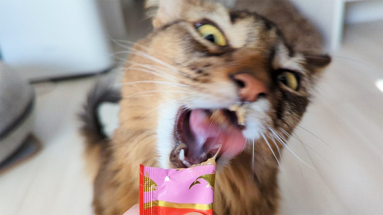 【370日目】ちゅーる、椅子占拠 #ソマリ #cat