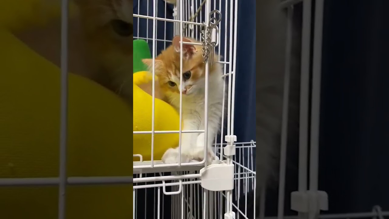 【ラガマフィン】子猫の時は何してもかわいいよね！