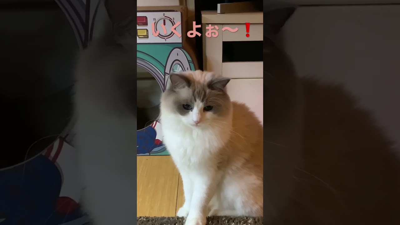 ドジなとこかわいいラグドール ragdoll うっかり 猫かわいい動画 猫動画 猫おもしろい動画 ぬいぐるみ猫 ラグドールの生態 ラグドールのかわいいところ 猫と遊ぶ 猫のおもちゃ