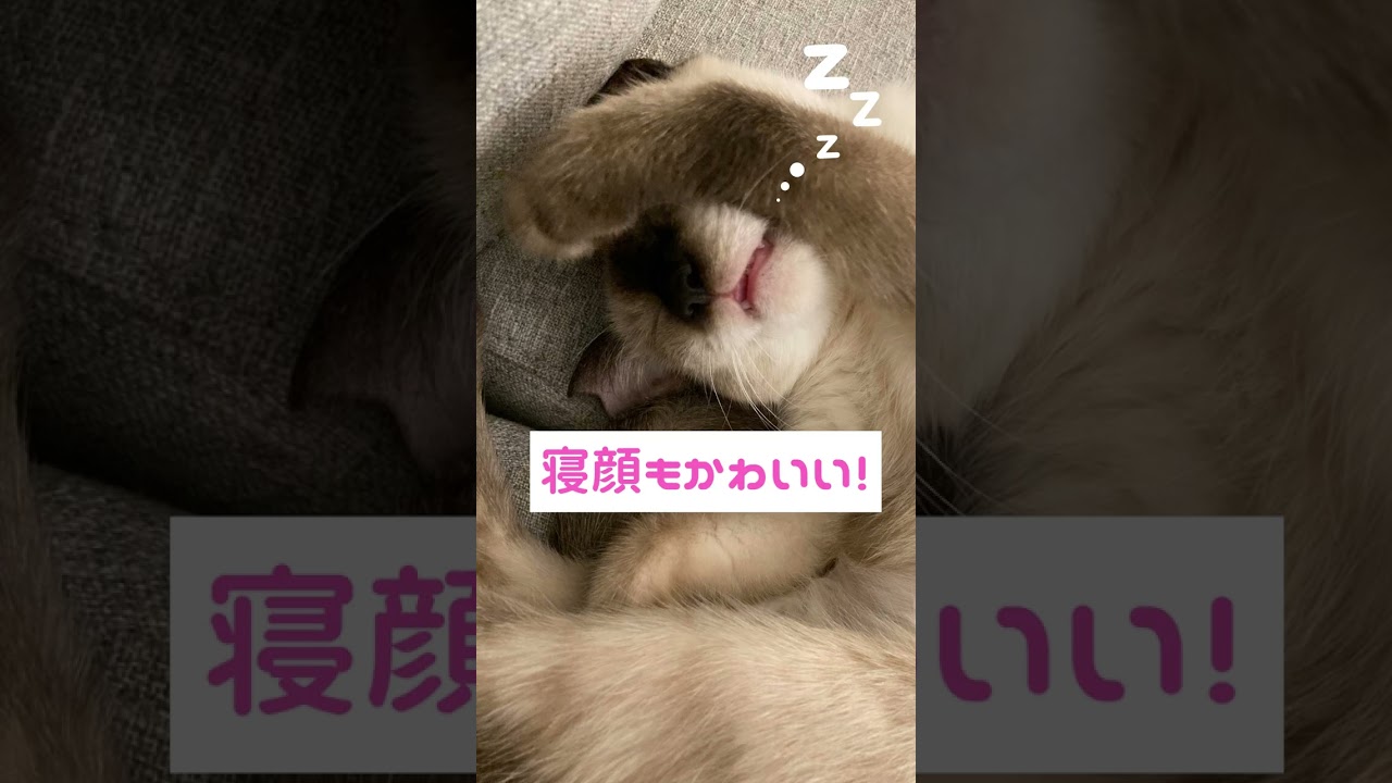 【保護猫】シャムミックスのビフォーアフター#Shorts