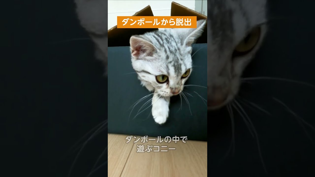 ダンボールから顔だけ出す子猫【アメリカンショートヘアー】 #shorts #こねこ #アメショー