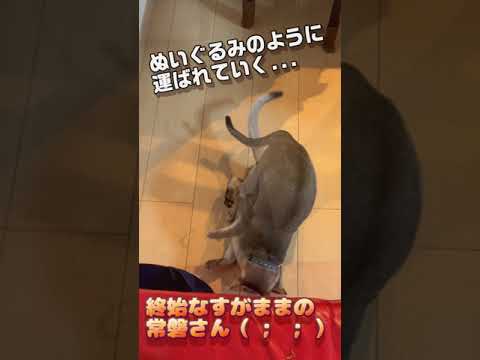 なすがままの常盤さん #cat #shorts #シンガプーラ #cute #chat #funny #kucing #katze #gato #猫好きさんと繋がりたい