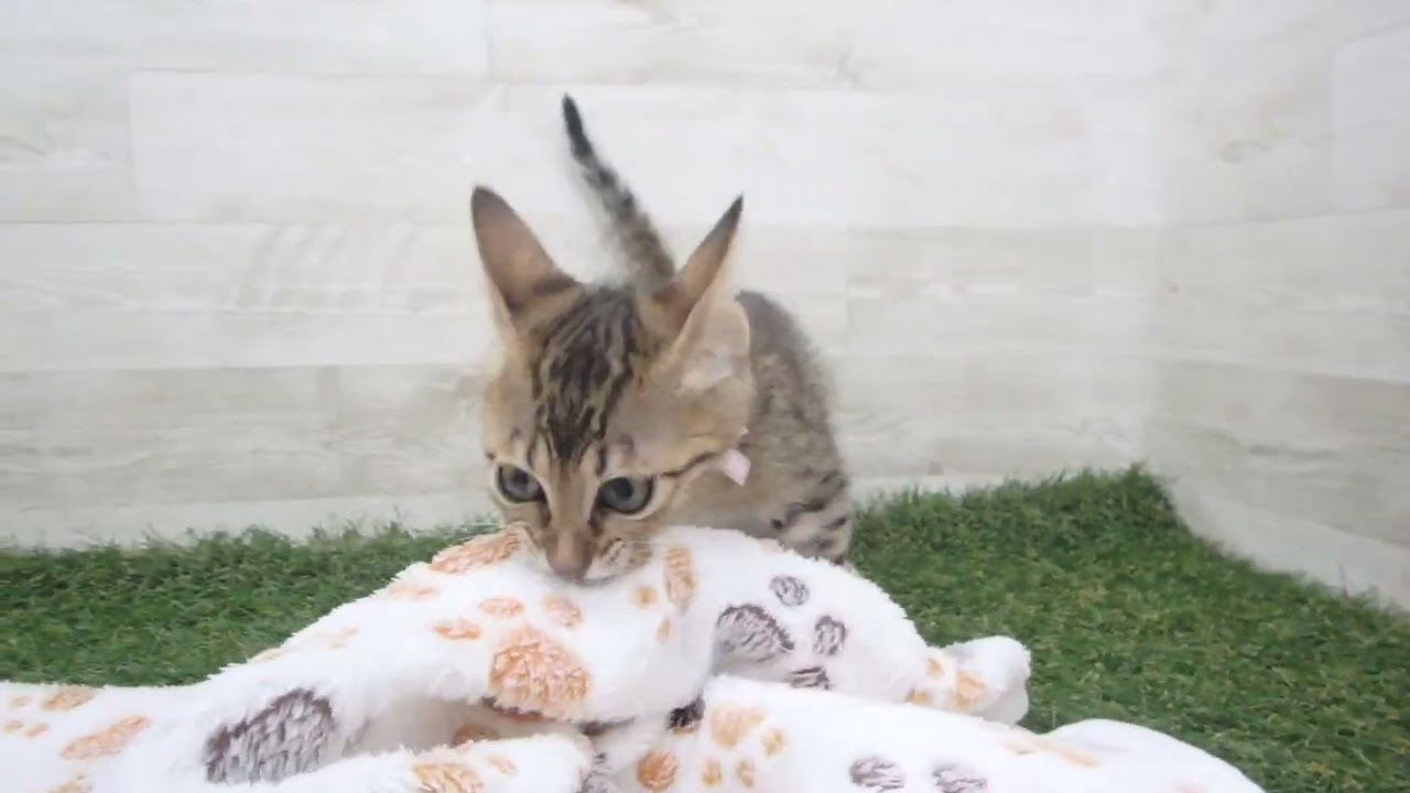 Coo&RIKU　No00615034 エジプシャンマウ