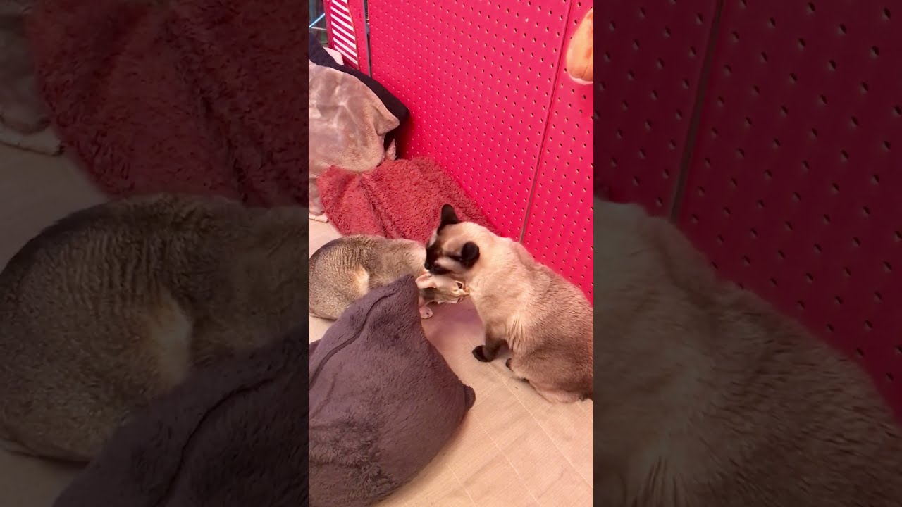 ペロペロからペシペシになっちゃうたぬき猫とシンガプーラなのにゃ♪