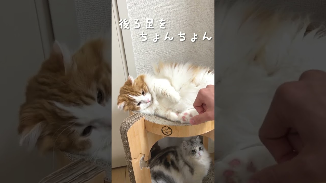 マンチカンの逆鱗をちょんちょんw