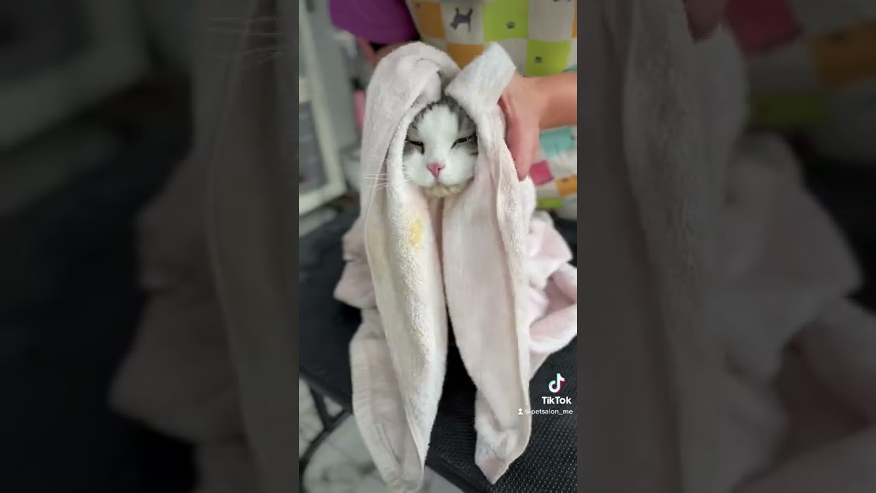 キンカローのもん太くんが来てくれました　京都市南区　ペットサロンみぃ〜