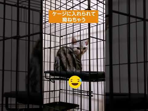 ケージに入れられて拗ねる子猫【アメリカンショートヘアー】#shorts #アメショー  #子猫