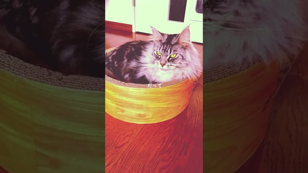 巨大猫メインクーンが爪とぎの中でご機嫌斜めです Giant cat Maine Coon is in a bad mood in the cat scratcher #shorts