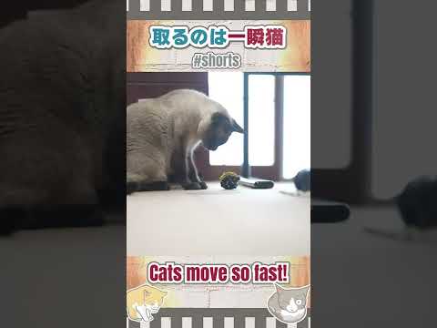 取るのは一瞬シャム猫 #shorts