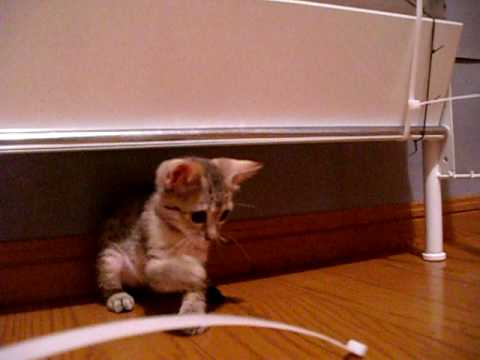 エジプシャンマウ　もぅすぐ3ヶ月ﾃﾞｽ