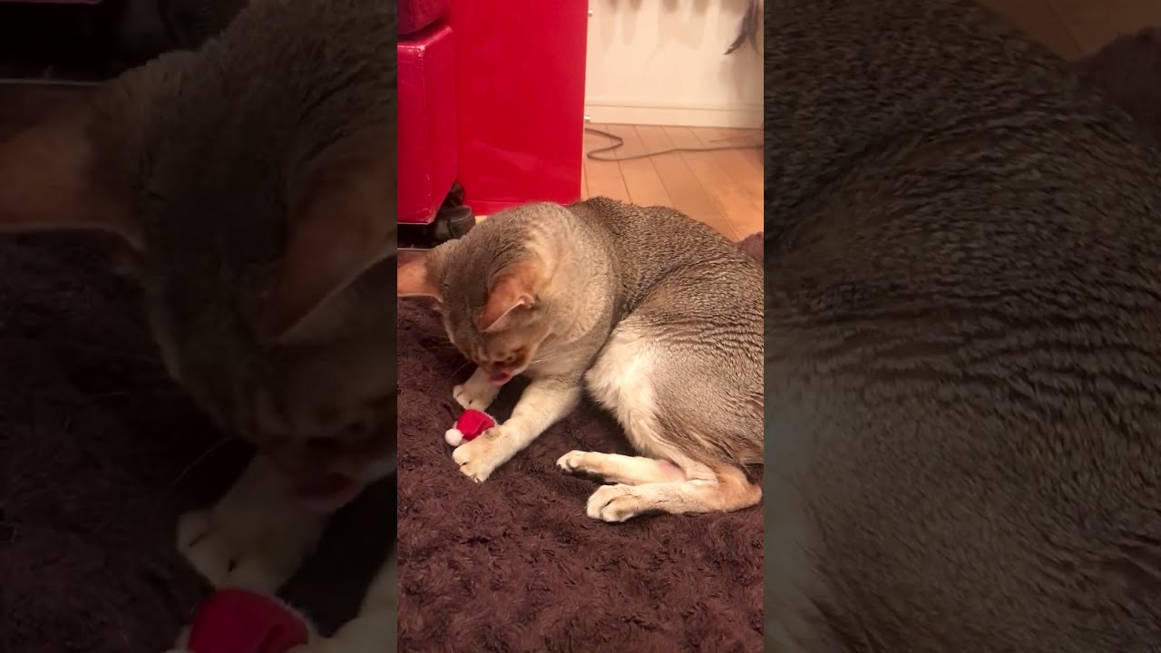 サンタ帽（ミニサイズ）をガウガウやっつけるシンガプーラなのにゃ♪➁