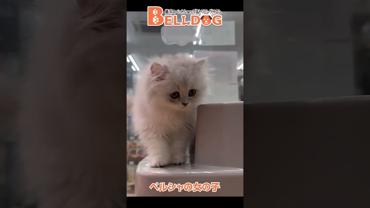 かわいい猫紹介 ペルシャの女の子【横浜ペットショップ ベルドック】#shorts #猫動画 #猫のいる暮らし