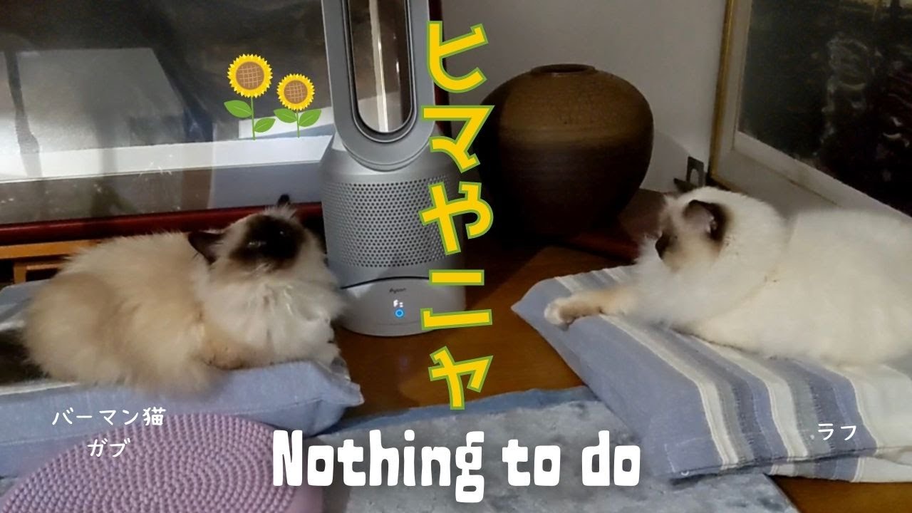 バーマン猫ガブとラフ【ヒマやニャ】Nothing to do（バーマン猫）Birman/Cat