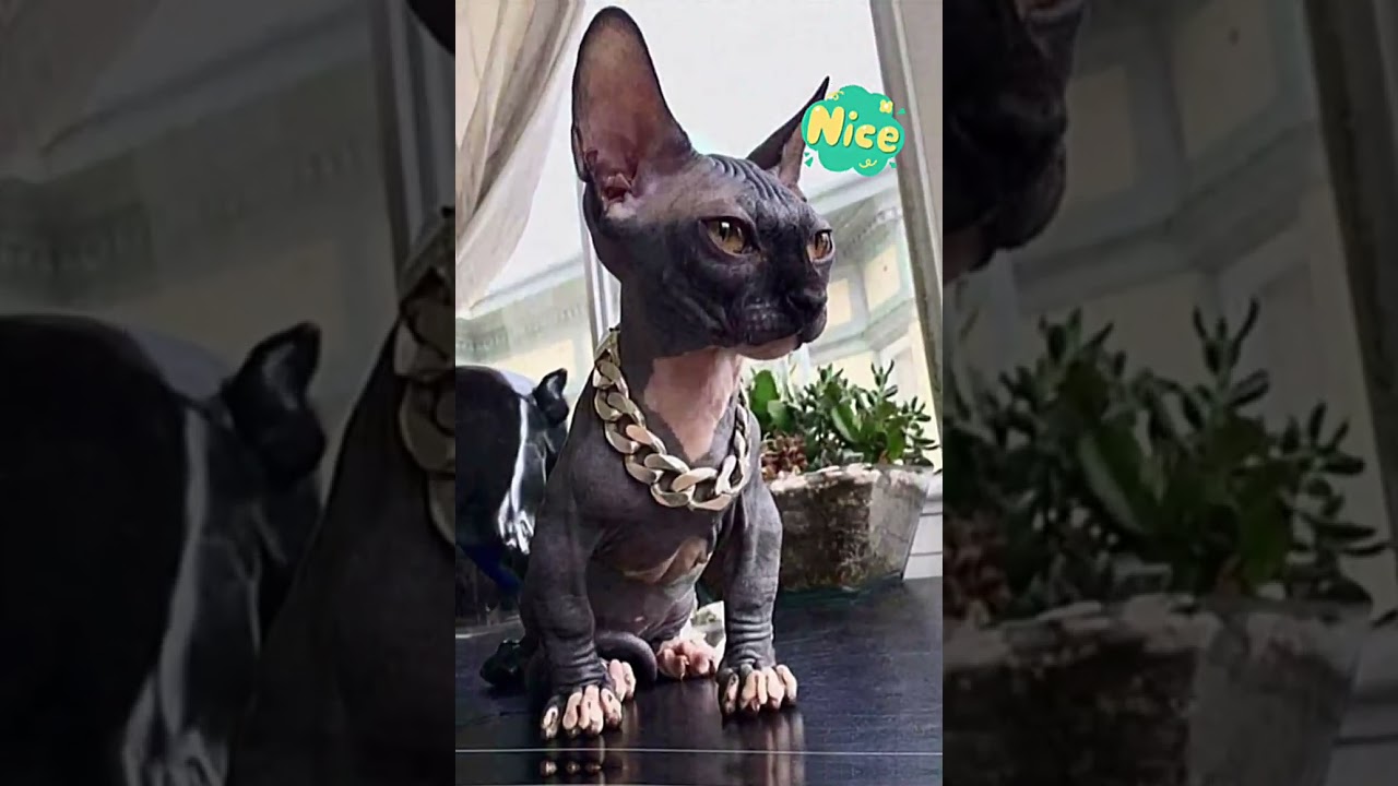 Cornish Rex Cat 😸🤗//Beautiful Cat Breed🥰  #shorts #catlovers #viralshorts        An Animal