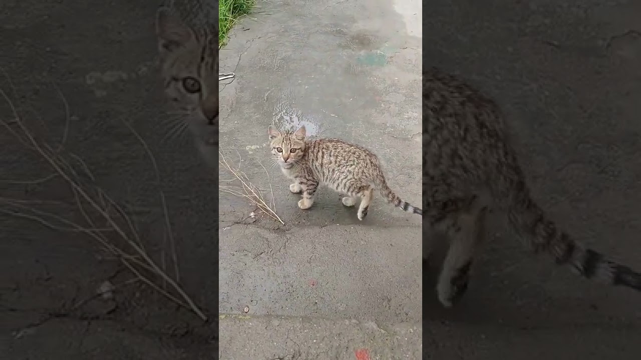 Manx cat
