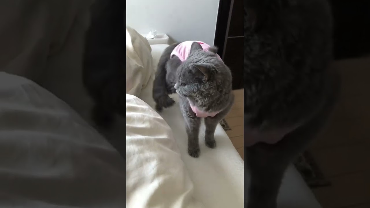 ぺぺのやる気スイッチ見つけたよ♪#shorts #セルカークレックス #術後服 #避妊手術