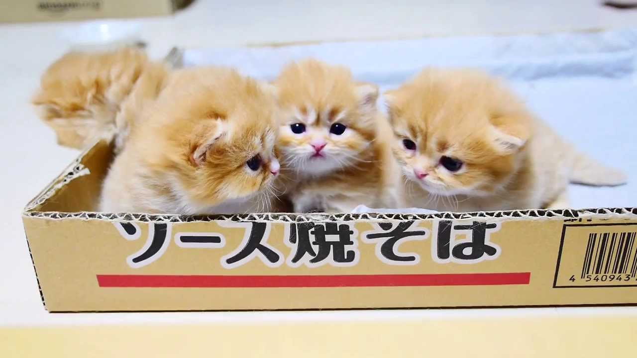 【マンチカン４兄妹】子猫たちの個性がはっきりしてきました　~kittens' distinct (?) personalities ~