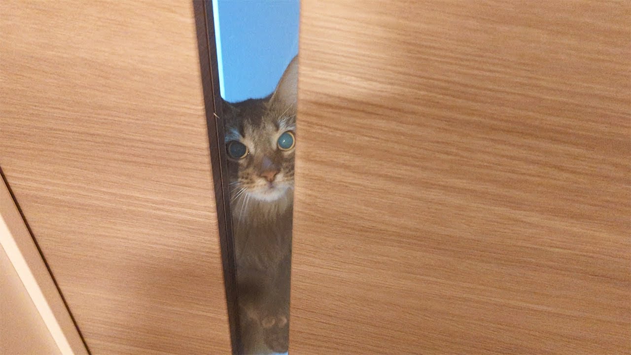 【356日目】風呂上がりの大歓迎 #ソマリ #cat