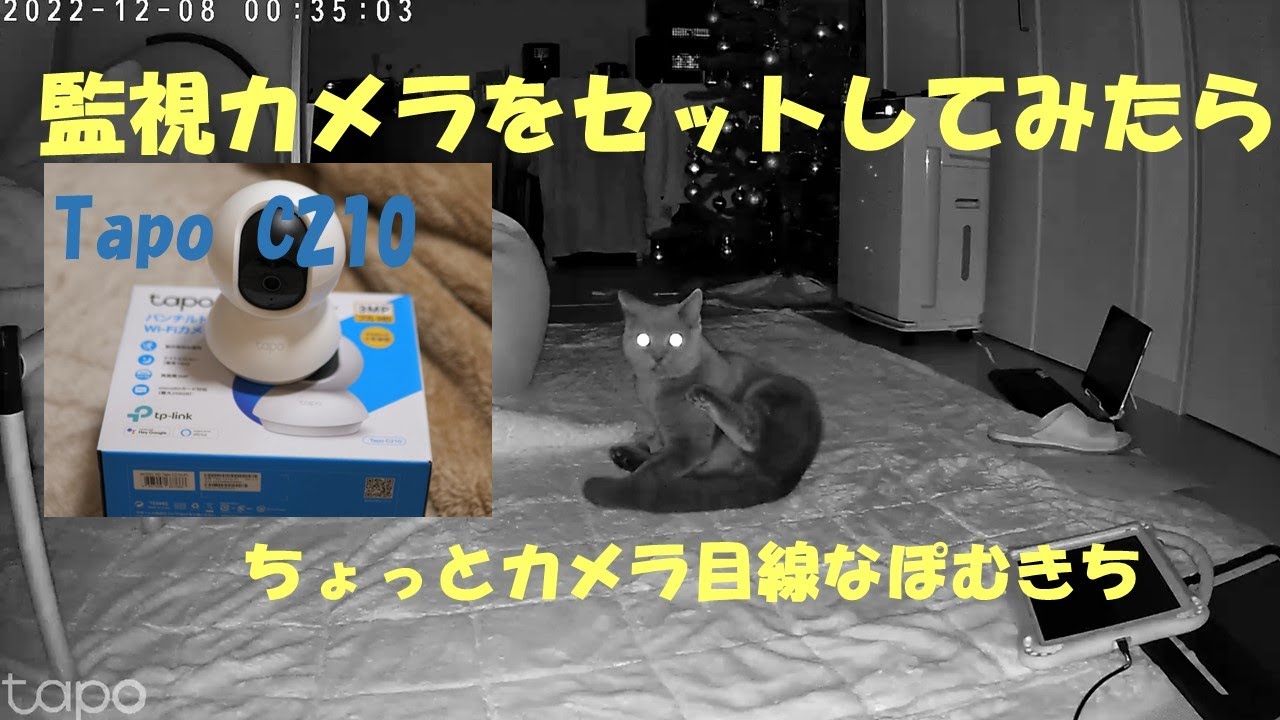 ぽむきちは夜は意外にも　ブリティッシュショートヘアーぽむきち British Shorthair Pom/Pomukichi 監視カメラ Tapo C210 TP-Link 猫ねこネコ