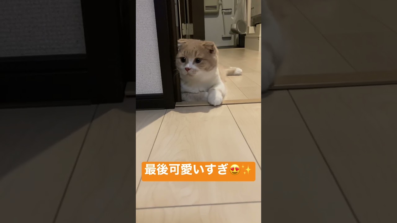 [スコティッシュフォールド]あざとい猫 #スコティッシュフォールド #ねこのいる生活 #猫好きさんと繋がりたい #子猫 #可愛い #catvideos #scottishfold #catlover