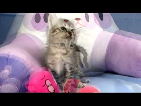 エジプシャンマウちゃん