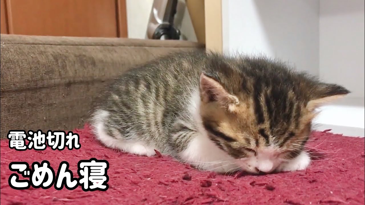 電池切れで、ごめん寝する子猫がかわいい