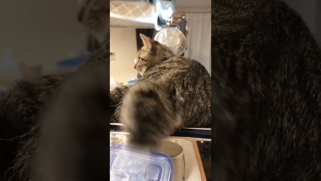 キュートすぎるふさふさしっぽ
