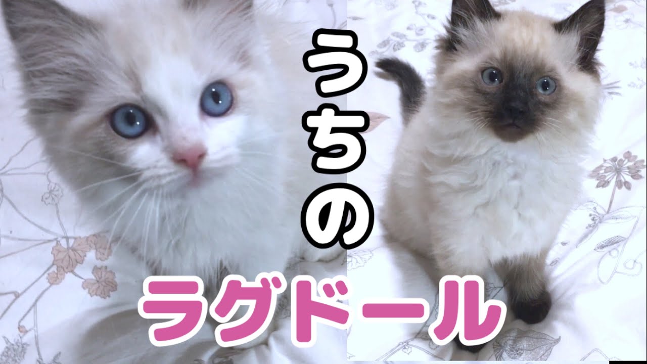 うちのかわいいラグドールの子猫達の紹介【ラグドール・ブルーポイントバイカラー, シールポイント】