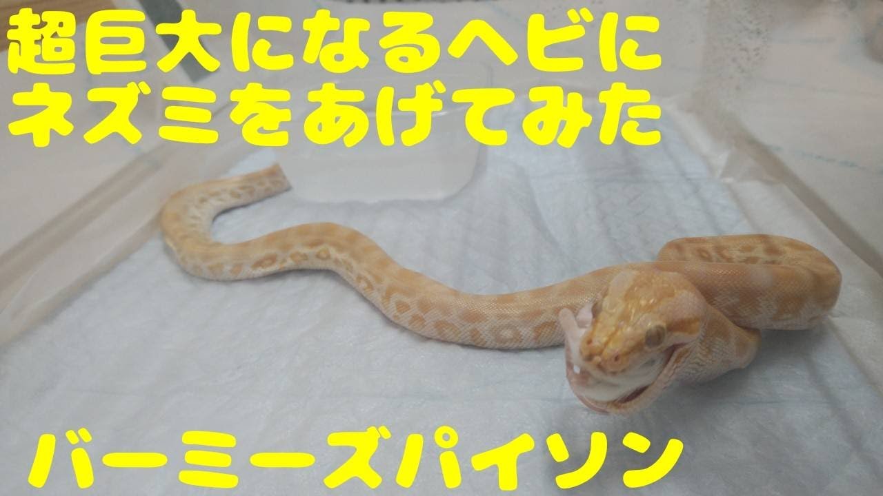 超巨大になるヘビ。バーミーズパイソンにネズミを与える動画(^^♪My favorite reptiles Paleosuchus trigonatus