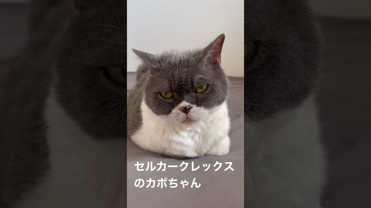 セルカークレックスのカボちゃん