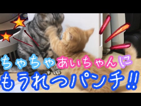 はじめてマンチカンの子猫茶々くんが先住猫あいちゃんに喧嘩を仕掛けた結果…