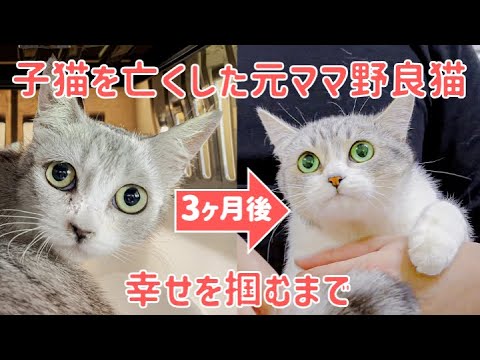 子猫を亡くしたママ野良猫が幸せを掴むまでの3ヶ月間【保護猫｜らかん】