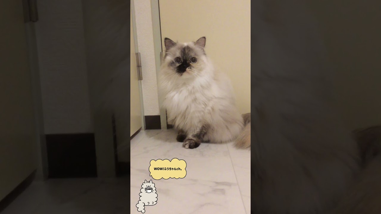 【恐怖】目が怖い猫…。ギョロギョロ…。  【ヒマラヤン】Scary eyes       #Shorts
