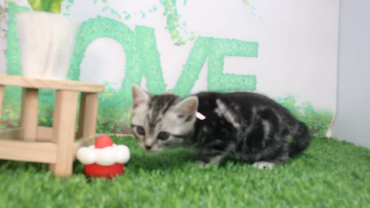 Coo&RIKU　No616229　アメリカンショートヘアー