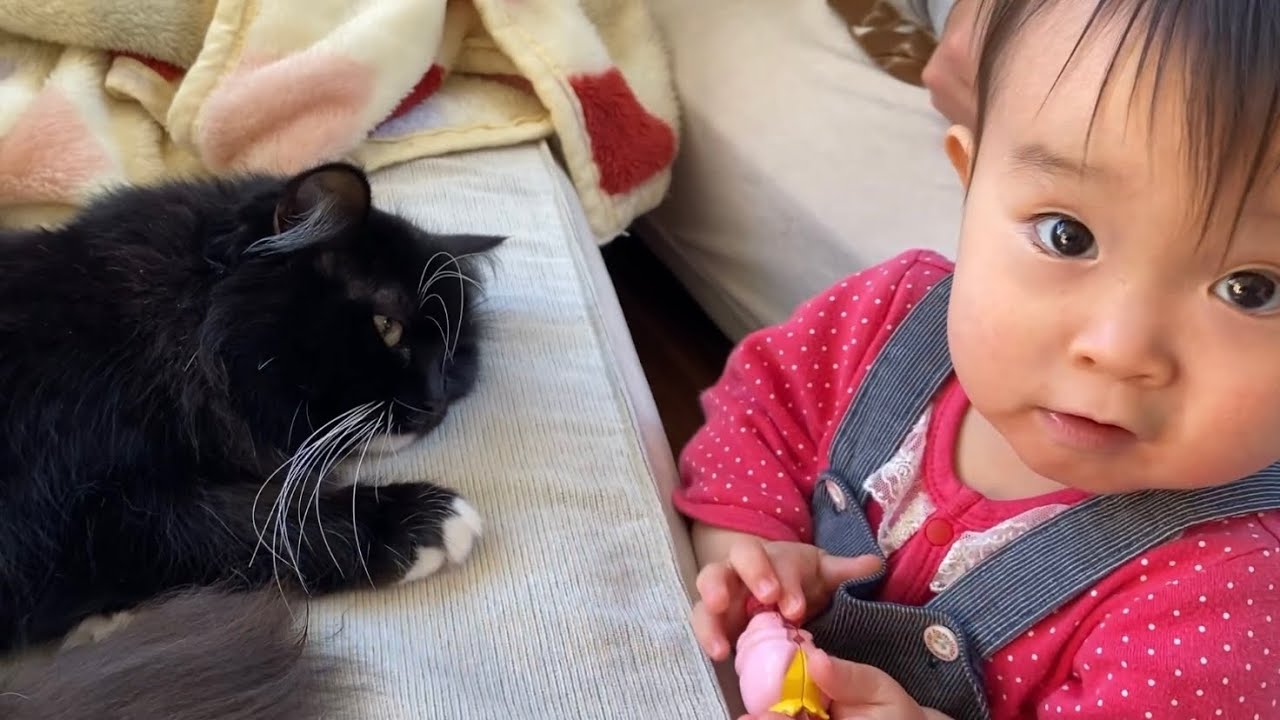 赤ちゃんに毛を引っ張られても動じない猫　ラガマフィンcat that does not flinch even when its hair is pulled by a baby.Ragamuffin