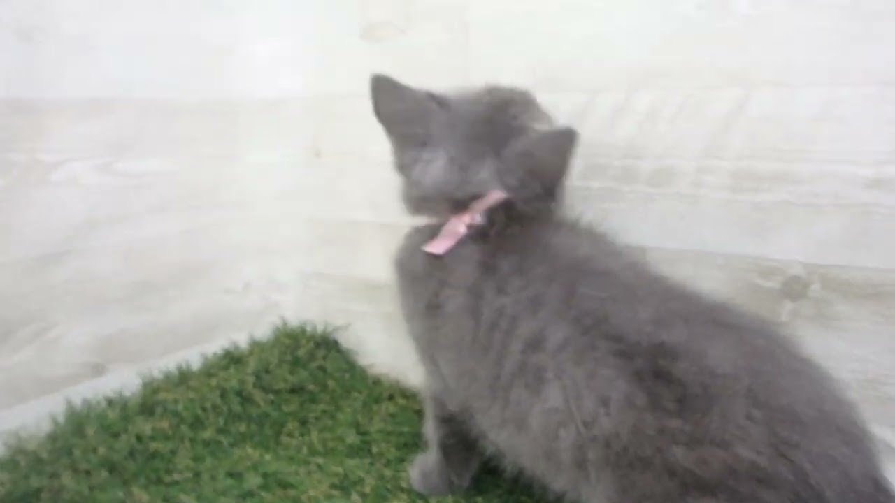 00601124 ブリティッシュショートヘアー