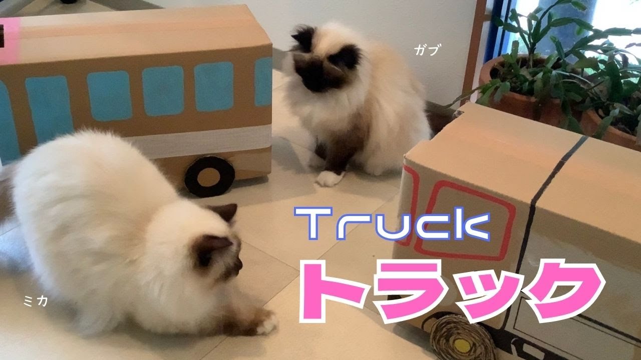 ダンボール手作り【トラック】Truck（バーマン猫）Birman/Cat