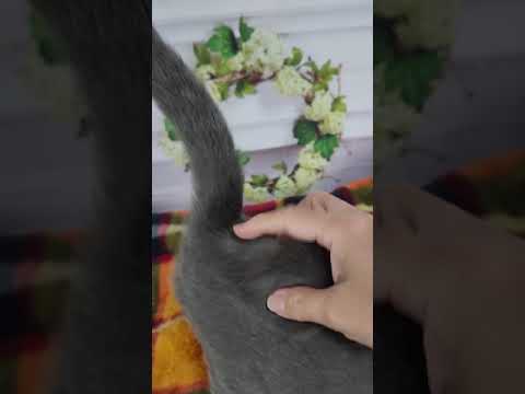 シャルトリュー まん丸お顔が可愛いブルーの男の子です♪