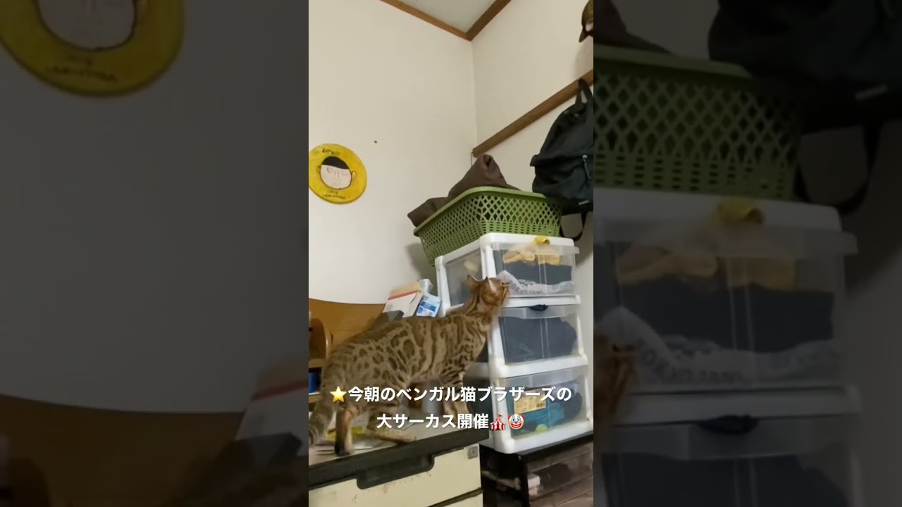 #ベンガル猫 #bengali #  cat★今朝のベンガル猫ブラザーズの大サーカス開催！（Bengal）（２０２３０１０２２ー２）＊兄弟子猫のオスのレオちゃんは、tanabata77さん初めて下記↷