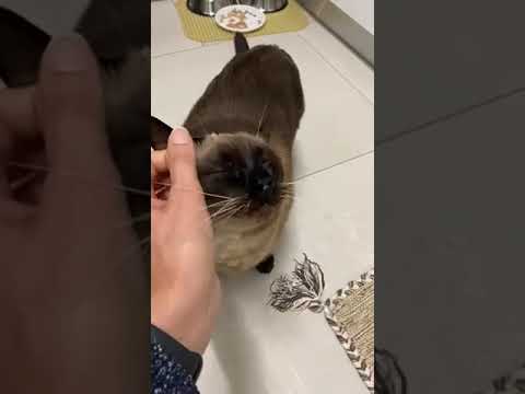 Siamese maschi in regalo