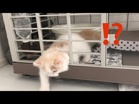 【子猫脱走】ケージ意味なし！猫は液体説【スコティッシュフォールド立ち耳】