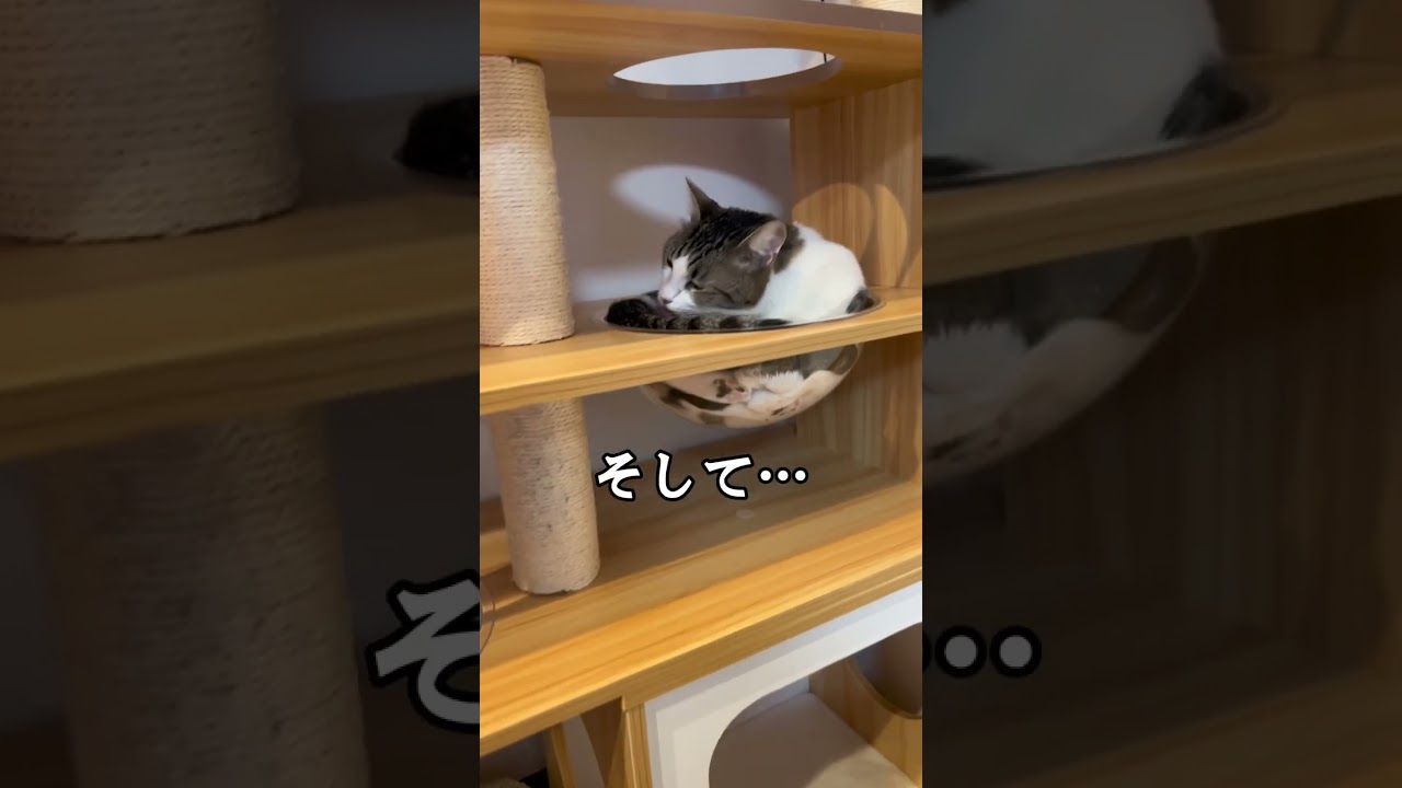 キャットタワーのボウルから溢れるノルウェージャンフォレストキャット#shorts