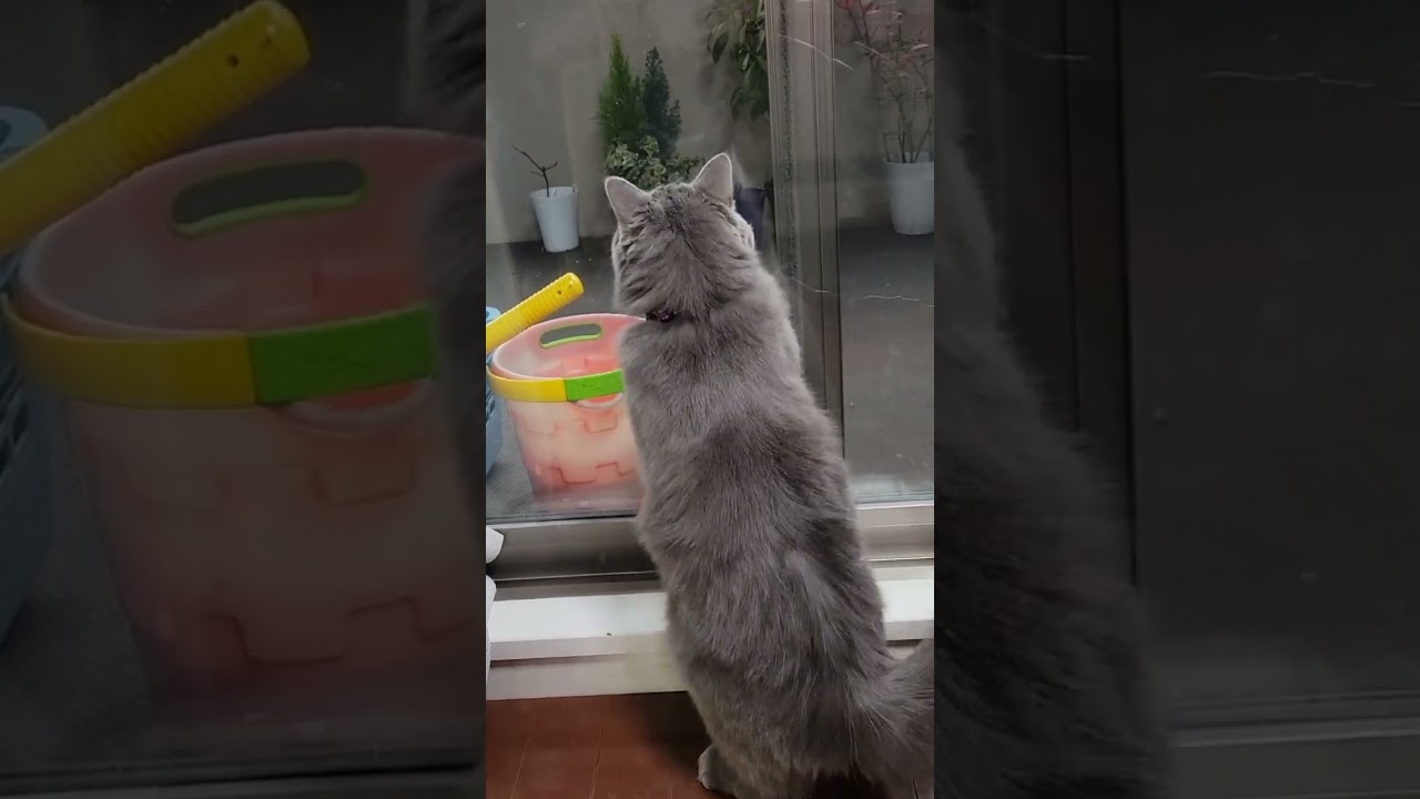 生まれて初めて雪を見たら、こうなりました🐱【サイベリアン・キキのKIKICHANNEL】#shorts #サイベリアン #猫