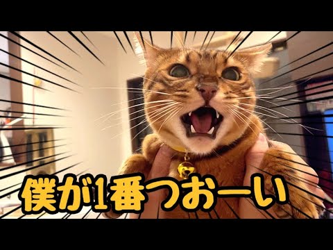 ワガママイケメン猫が実家で威張り散らかしてます